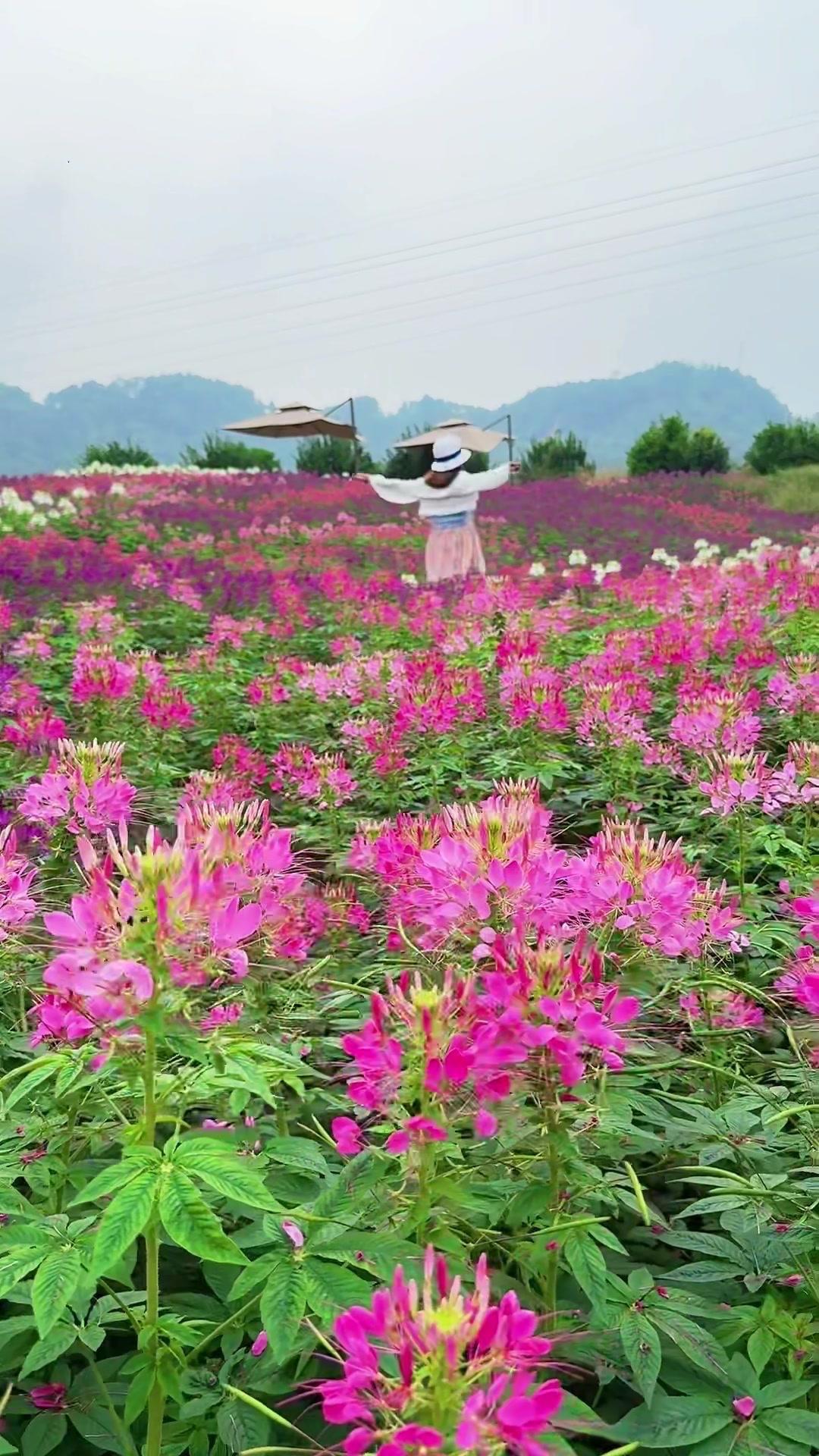 🌿散步到南湖边，猝不及防撞进一片连片的花海，风裹着花香漫过来，整个人都浸在软乎