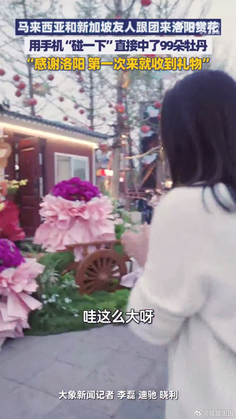 外籍友人组团来洛阳赏花洛阳赏花也太火了吧！满城牡丹开得超惊艳，雍容华贵超有氛围感