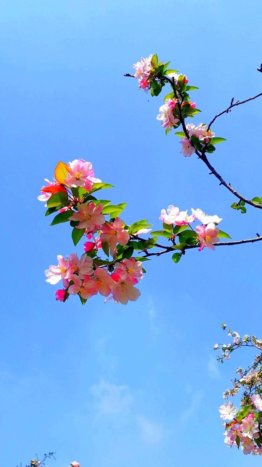 一枝海棠红，
万里映碧空。
芳瓣缀高远，
凌霄逸香风。
春景正浪漫，
情意不负卿