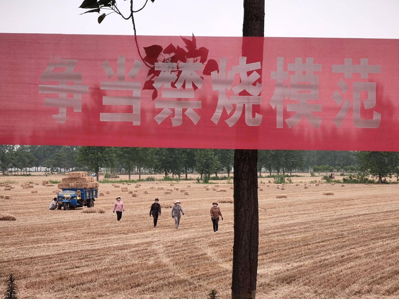 地里小麦开始大面积收割，人忙机器也忙，路上地里都是人，但有一类人在麦收这个场景里