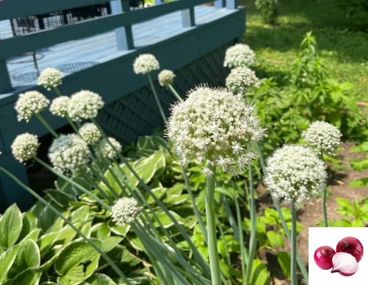 今年冬天的不同今年的冬天到现在雪还没化完估计还得好几天特别是在胡同里。跑到夜里不