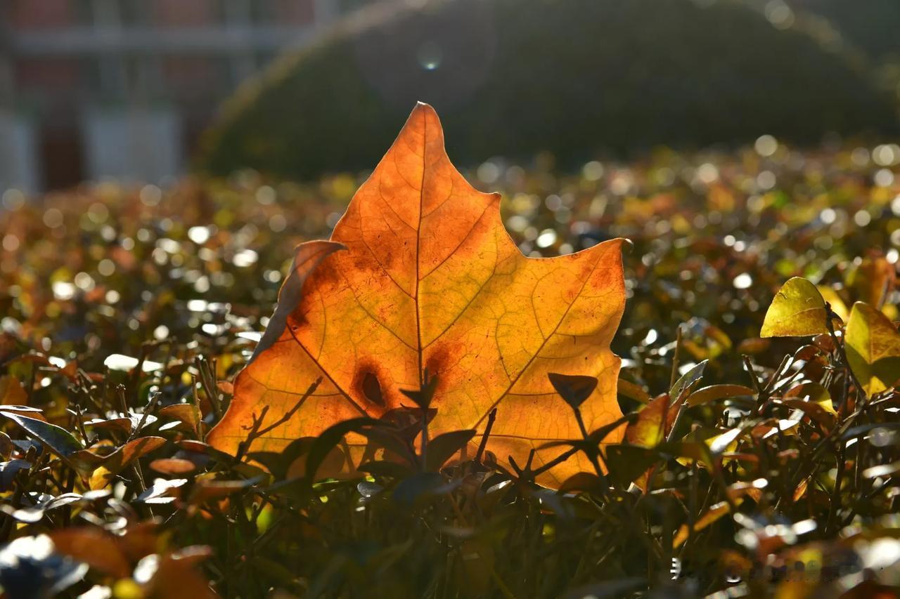 秋意渐浓，落叶飘零，暖阳洒满地。🍂🍁🌞秋冬美景手摄