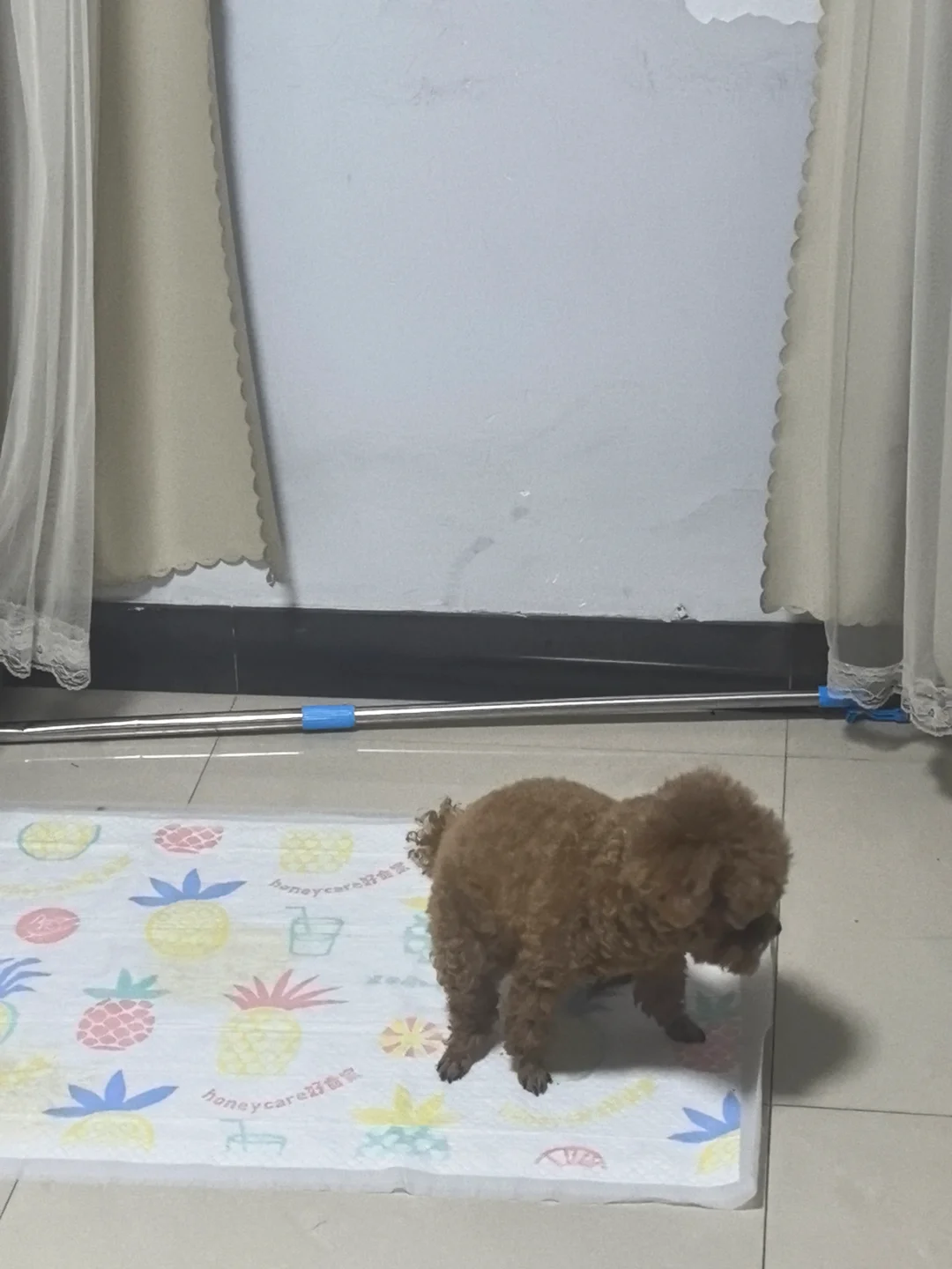 着急回家上厕所的小母狗😅