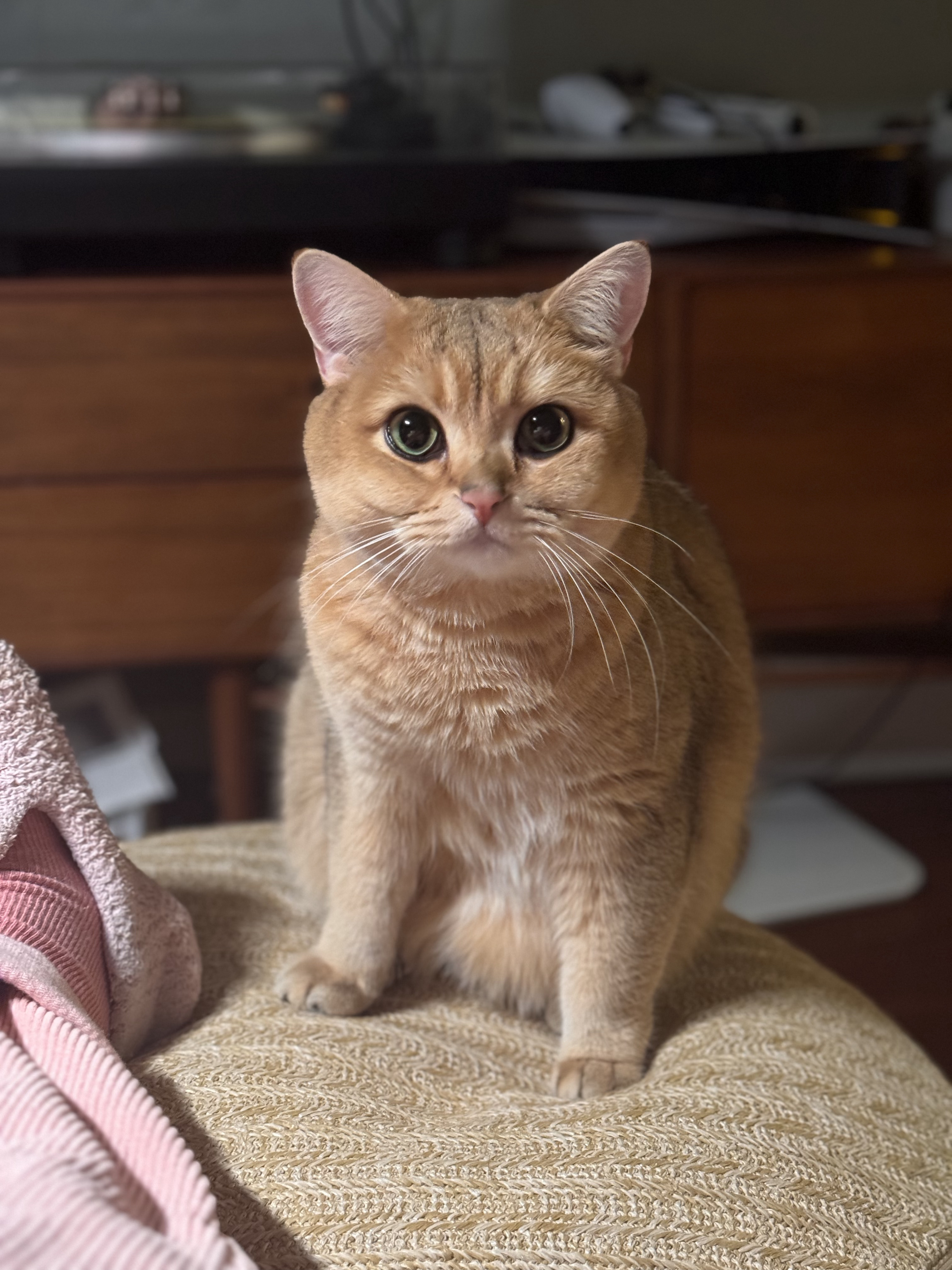 🐱 ​​​