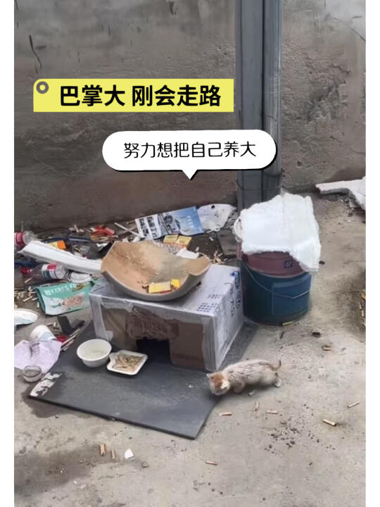 小可怜🥹，求天津的快救它，坐标天津西青：汽车修理厂露天的地方，下雨☔...