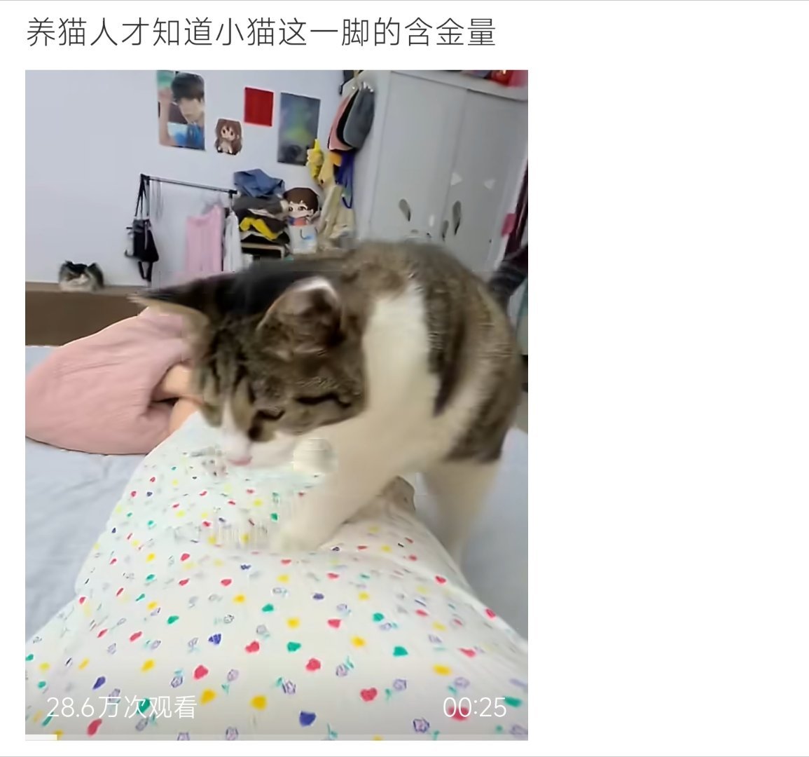 养猫人才知道小猫这一脚的含金量只有养猫人才懂，小猫这一脚的含金量有多高，心都化了