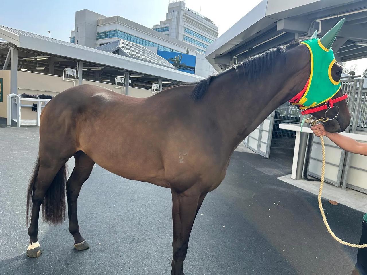 朋友吳先生新购入马匹命名“鼓浪高风”，周岁价28万澳元，良种马后裔，香港现有40