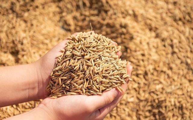 为什么中国粮食价格这么低？说白了这就是国家在给老百姓“保命”，如果粮食价像国际市