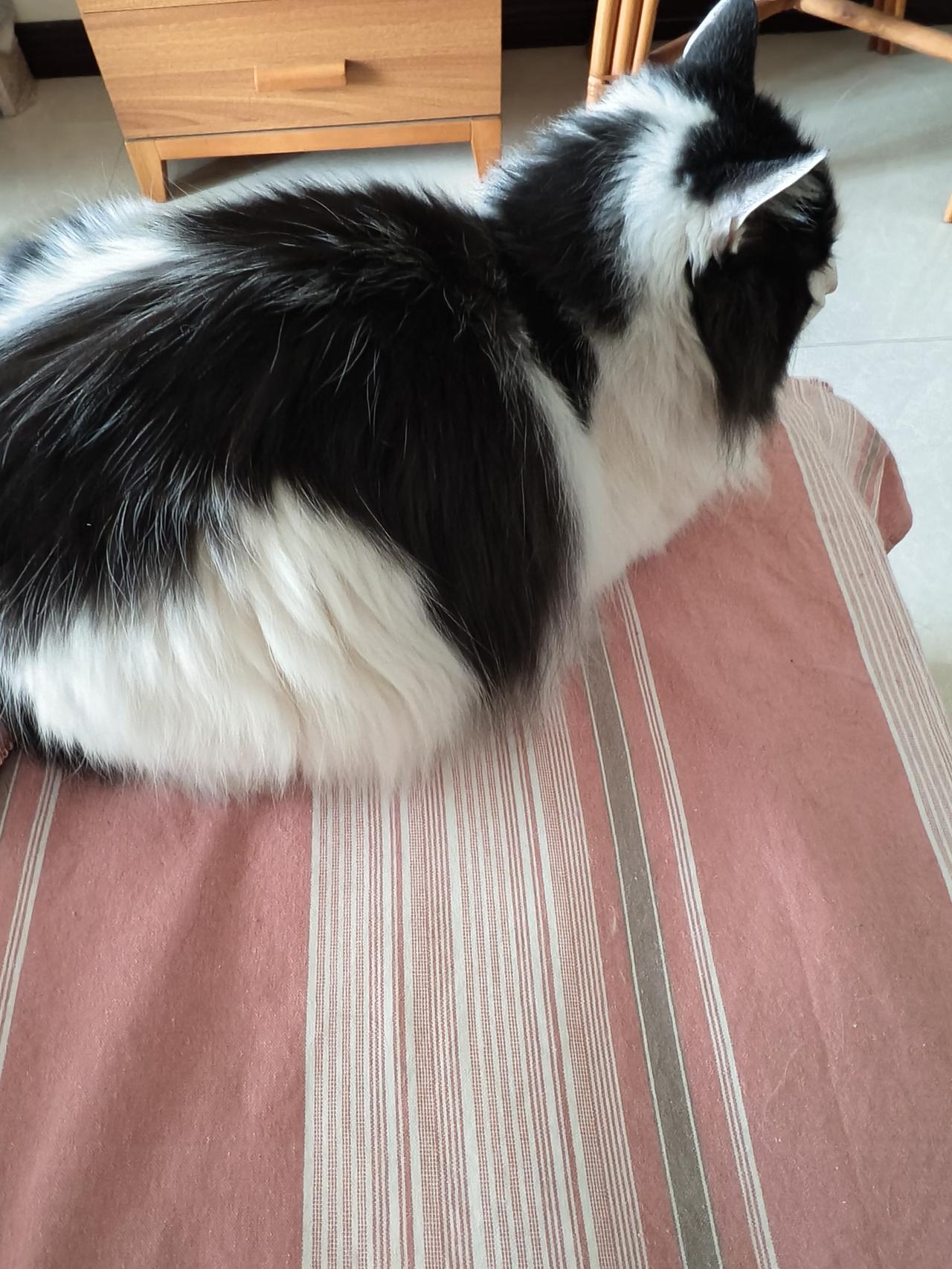 苦恼中！我家这只小猫快4岁了做过绝育，近期不知咋回事尿到我被子上，短短时间已经发