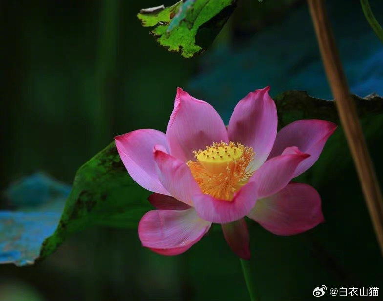 名利乃空谈，一场愧梦，试看棋局情形，问谁能识？古今曾几日，半池荷花，犹剩郁金香味