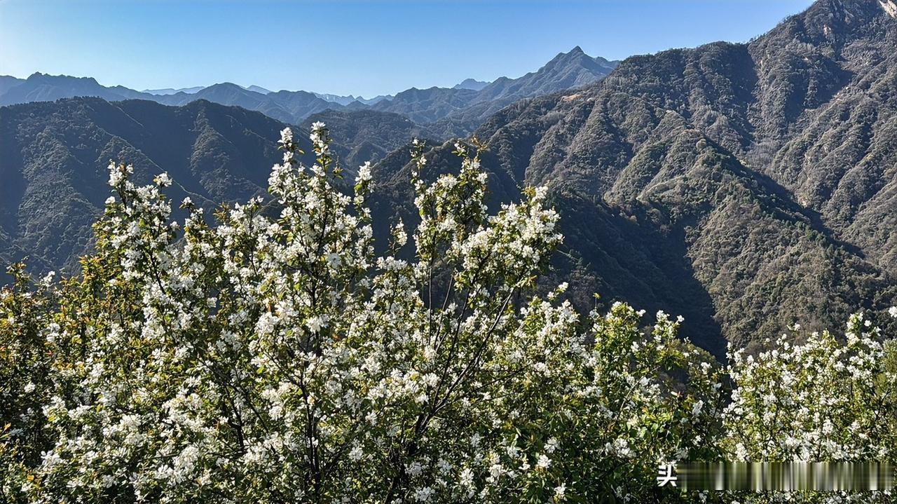 第一次看到漫山遍野的白鹃梅，很壮观