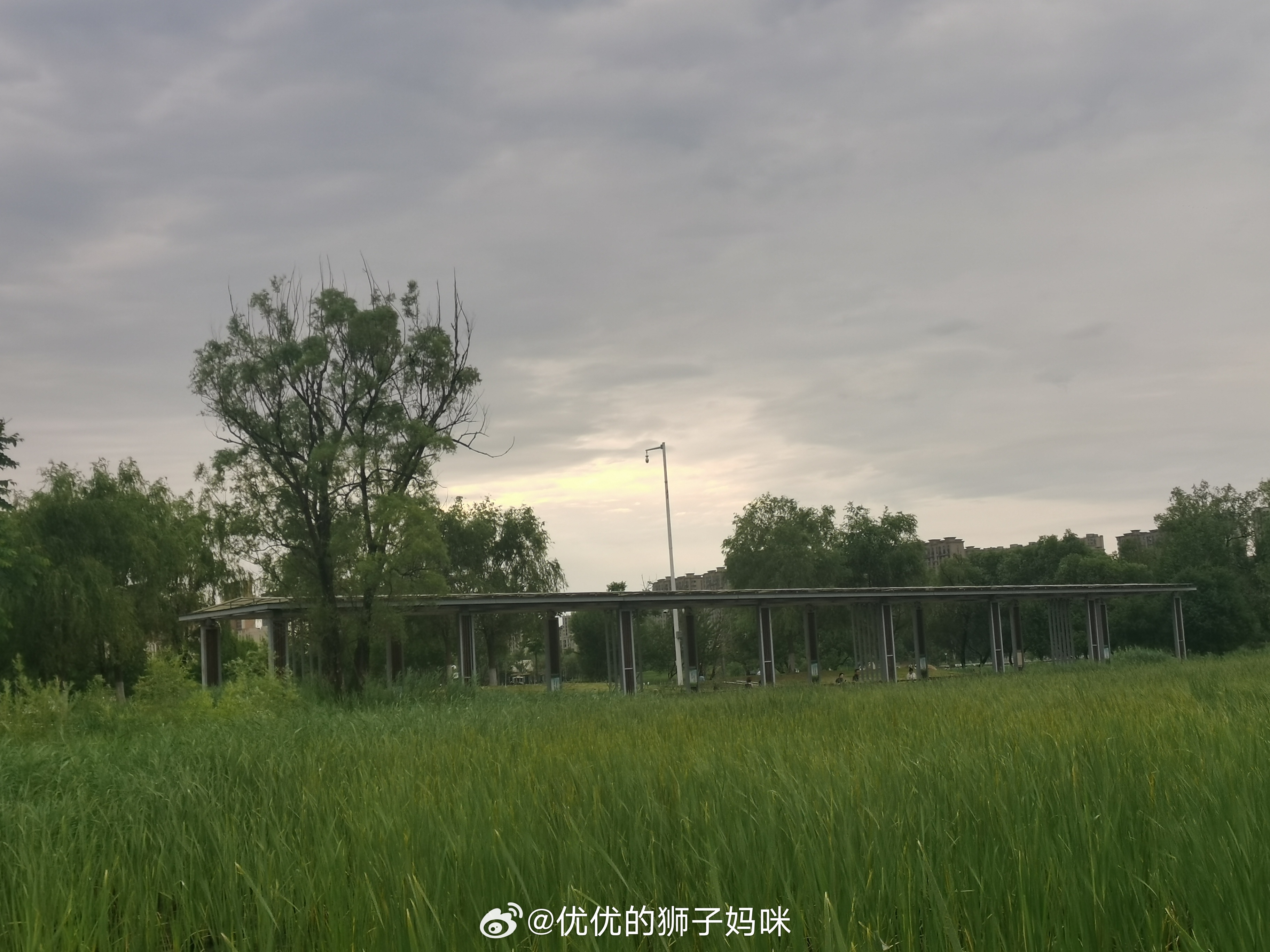 继续捐步做公益，晚上在南溪湿地公园逛了逛，还欣赏了半天白骨顶鸡是怎么玩耍的，一会