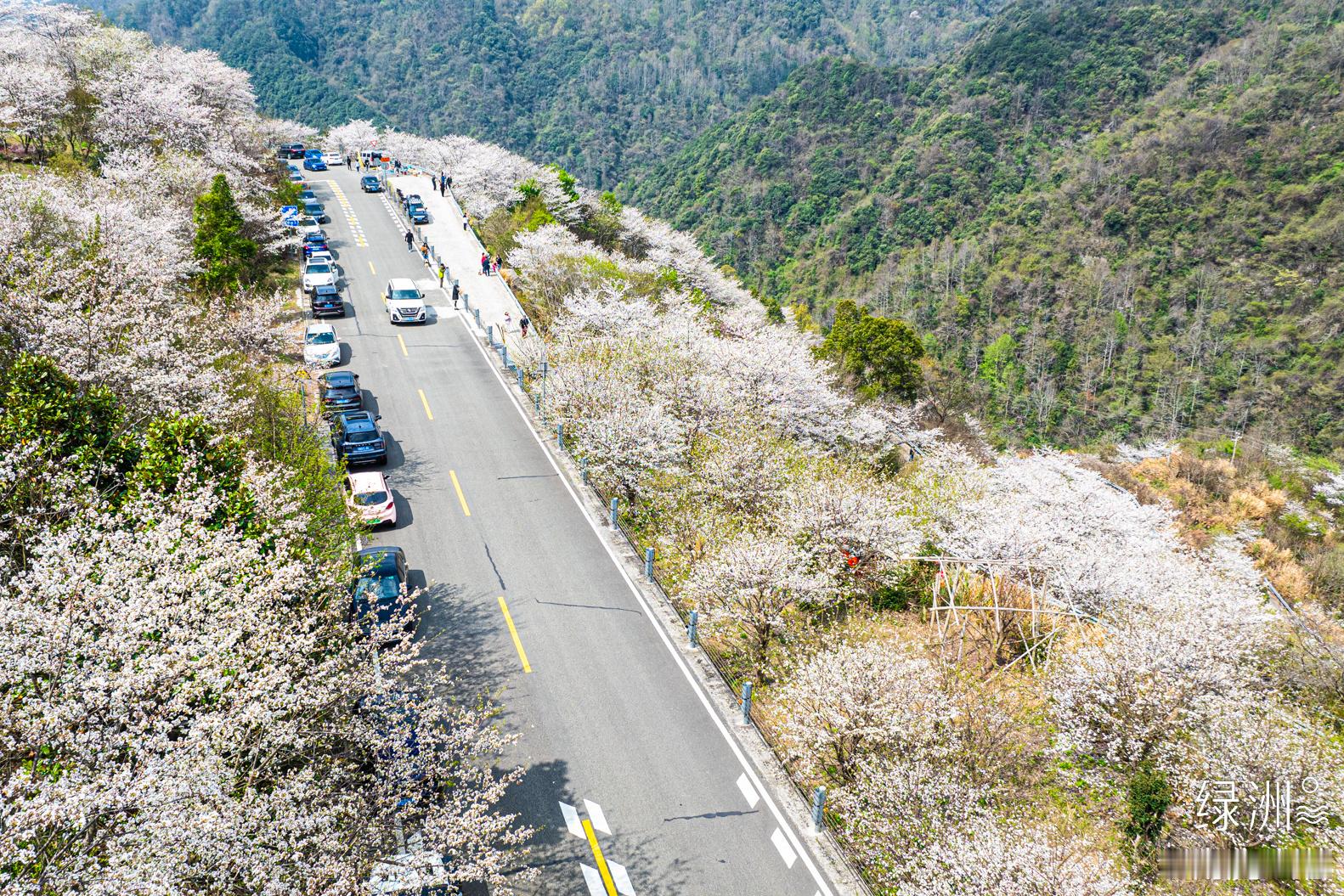 四明山樱花公路 浙江｜四明山#春游季#  