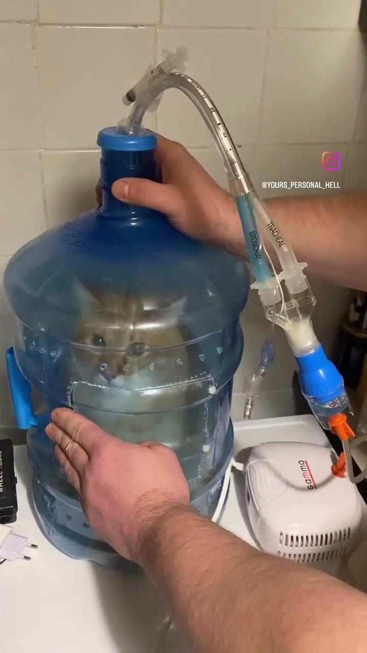 一只猫被放进塑料瓶里接受哮喘治疗，它眨着眼睛配合。