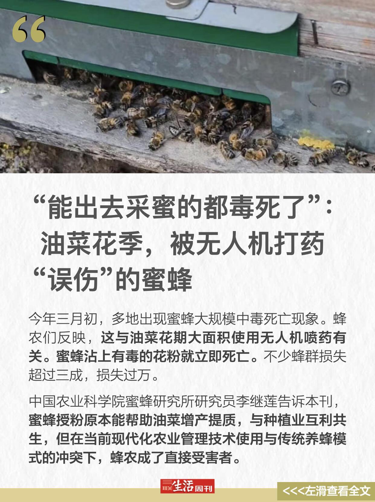 开春是蜂农最盼的时候，南方油菜花开，他们追着花跑，就指着这头一道蜜。

今年不对