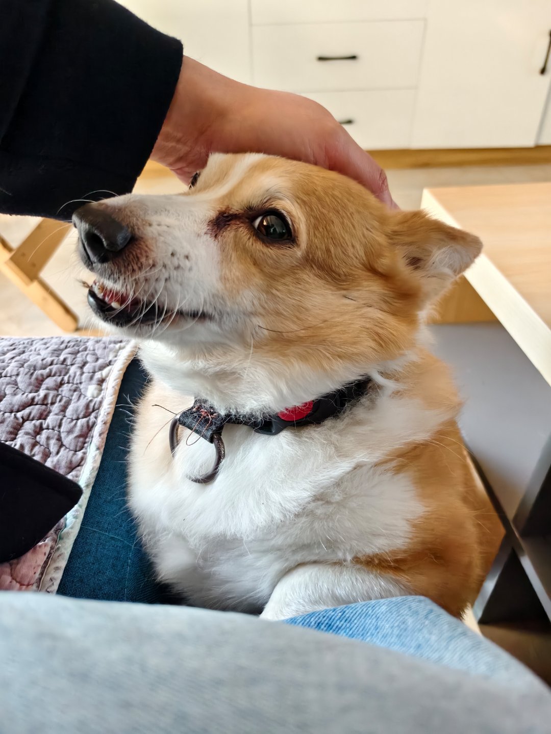 耳朵控