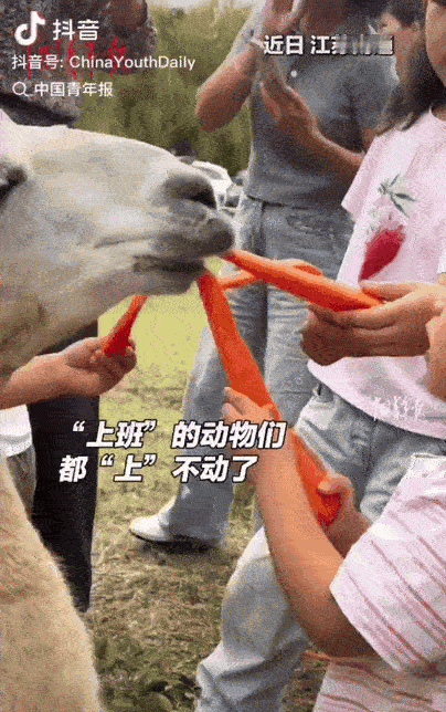 国庆小长假结束了。
这个假期最累的不是游客，
也不是景区的工作人员，而是景区动物
