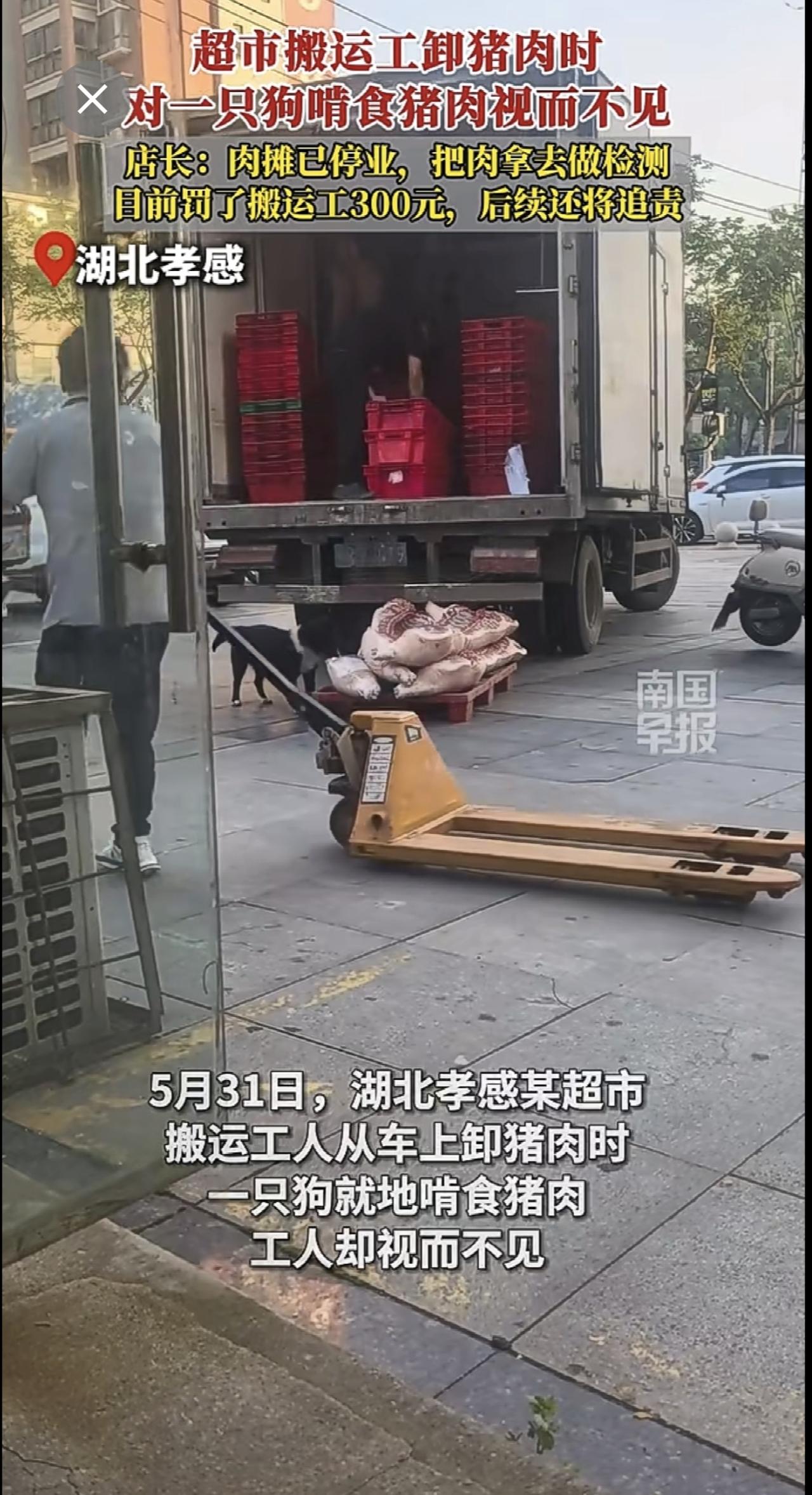 超市搬运工卸猪肉时，对一只狗啃食猪肉视而不见。店长：肉摊已停业，把肉拿去做检测，