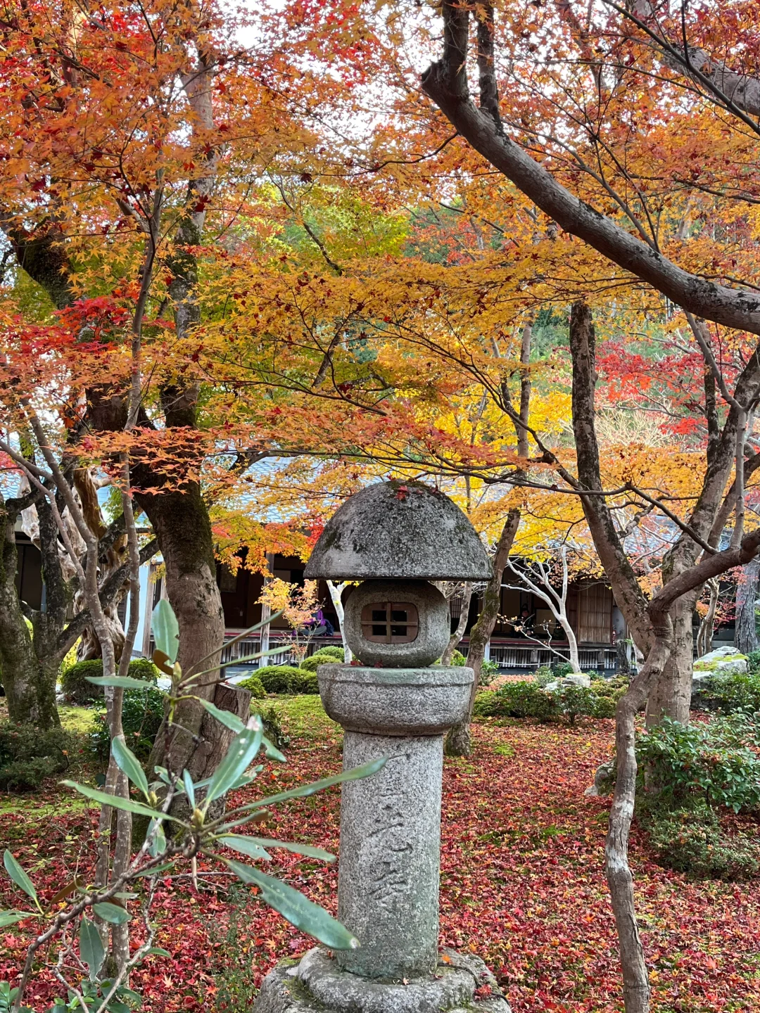 京都枫叶🍁季，圆光寺真的人少又好拍！