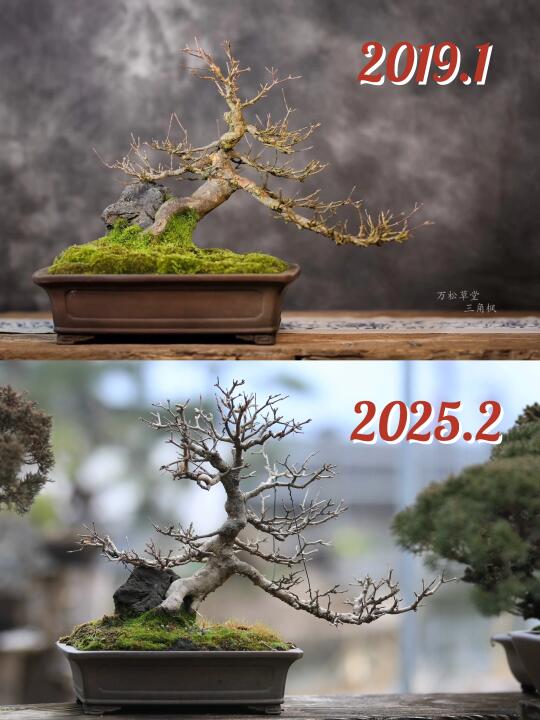 其实我是一个养杂木的懒人
