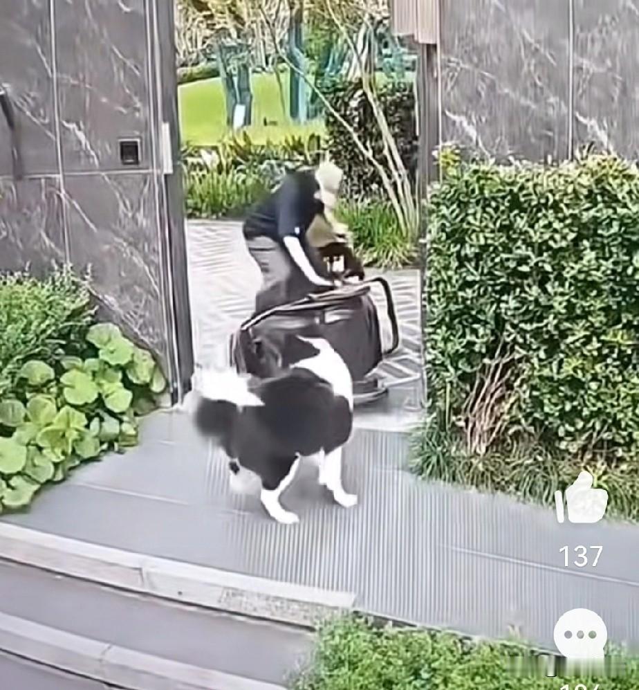 遛狗不拴狗
真的不知道下一秒这只狗会不会咬人，这对狗主人或其他人都是碰运气。这不