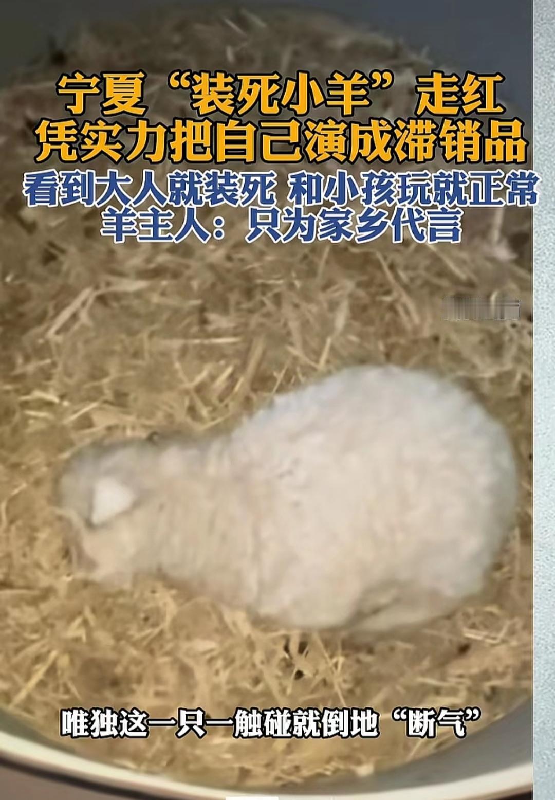 演员都比不上你会演！
“装死小羊”走红啦！
农户带着几只小羊去售卖，大人一来，小