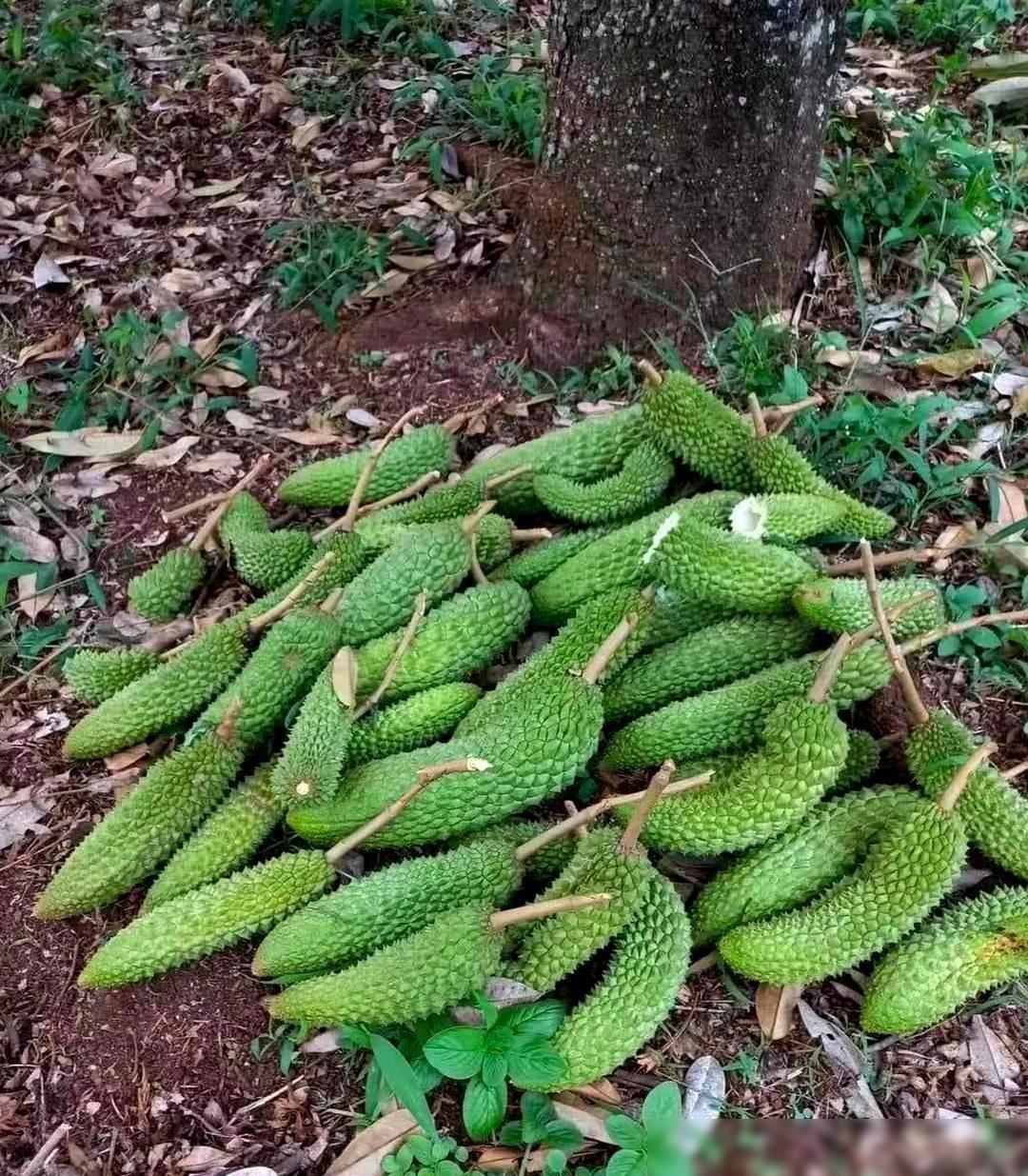 究竟是苦瓜还是榴莲？