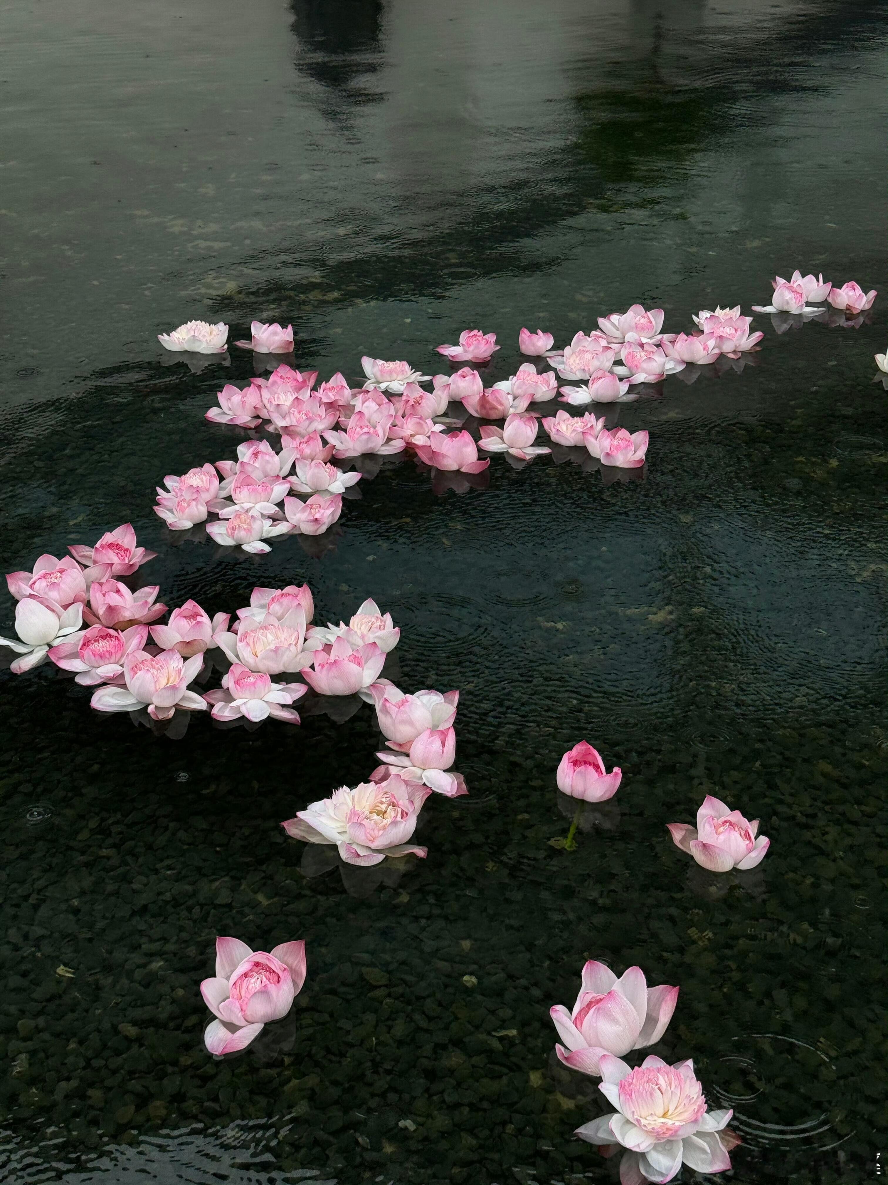 -没有永恒的梅雨季,只有久违的艳阳天“生活想把我活埋了，不料我是一颗种子.”- 