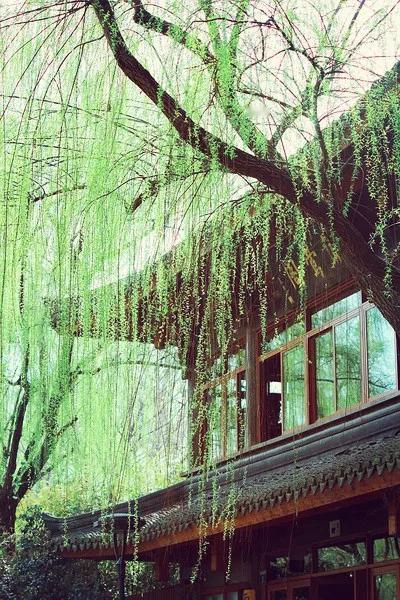 惊 蛰
春愁一段来无影。著人似醉昏难醒。烟雨湿阑干。杏花惊蛰寒。
——萧汉杰《菩