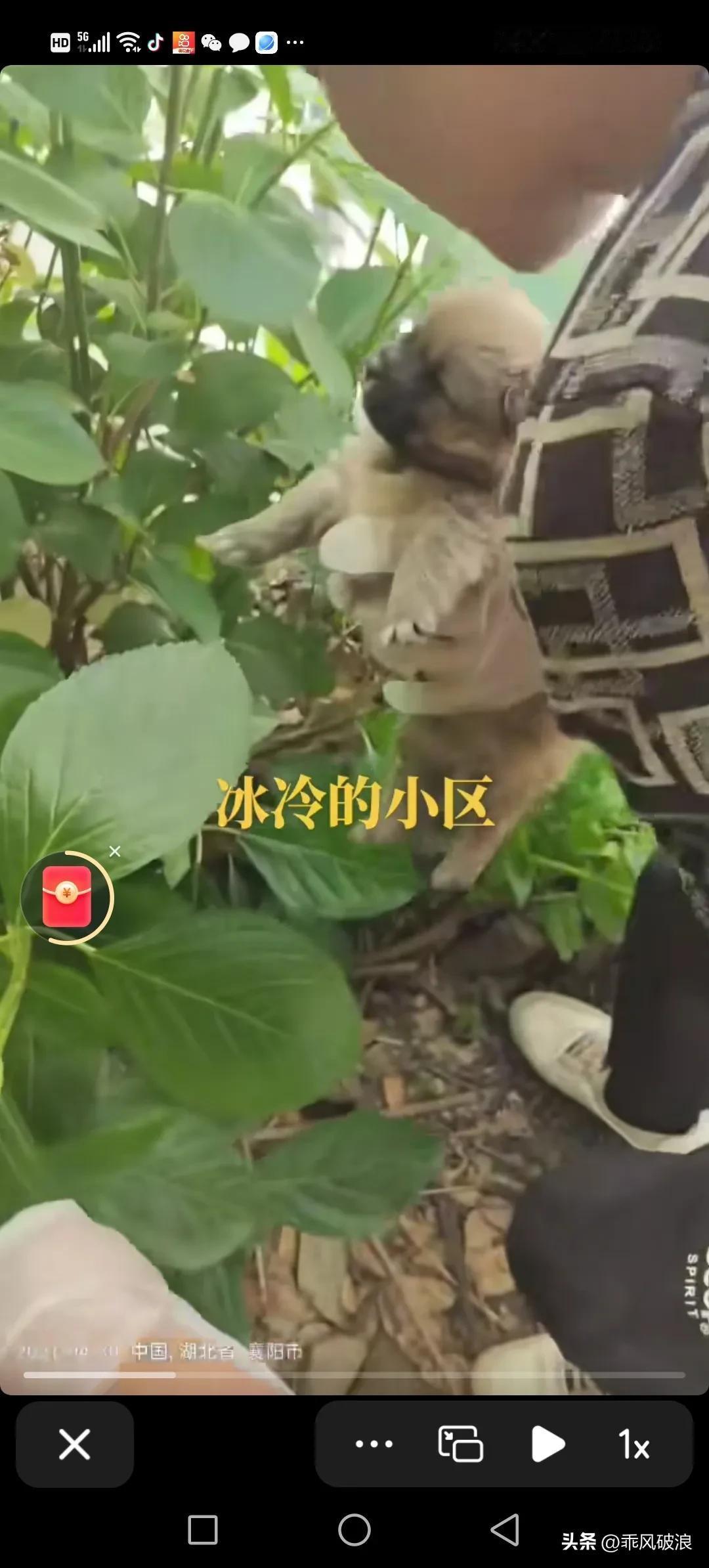 昨天，有关部门发出通知，小区花带树木下有5只母子流浪狗，它们咬伤了小孩。今天过去