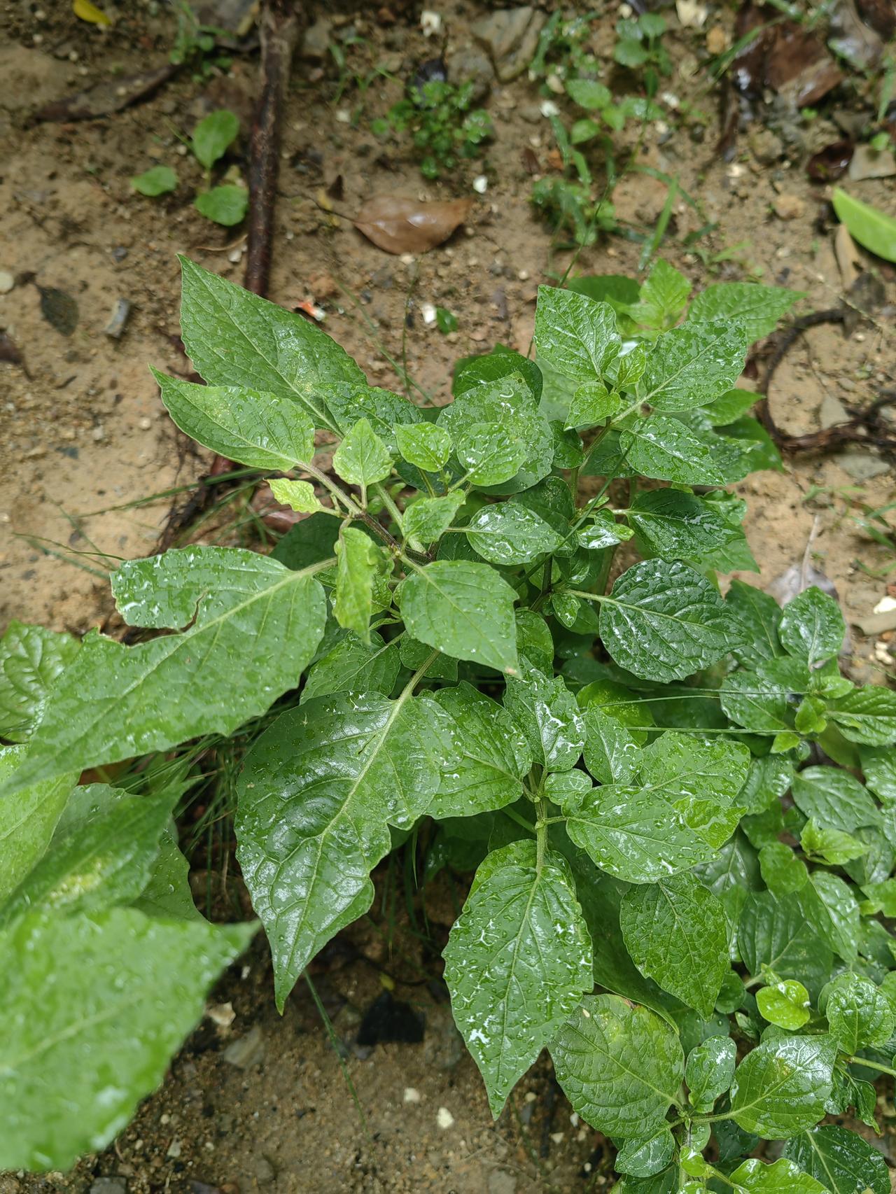 分享今日美景戳这里，一起领红包>