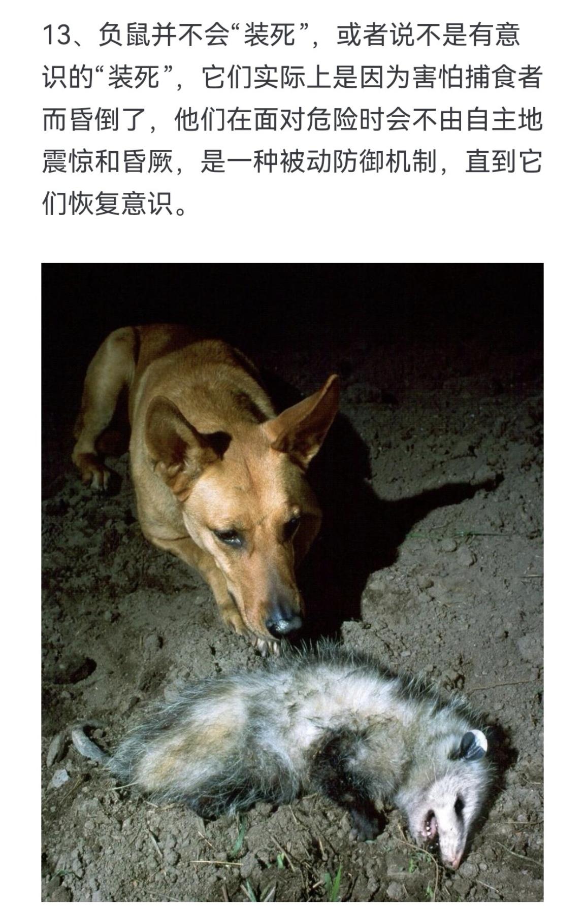 原来什么生物都知道装死