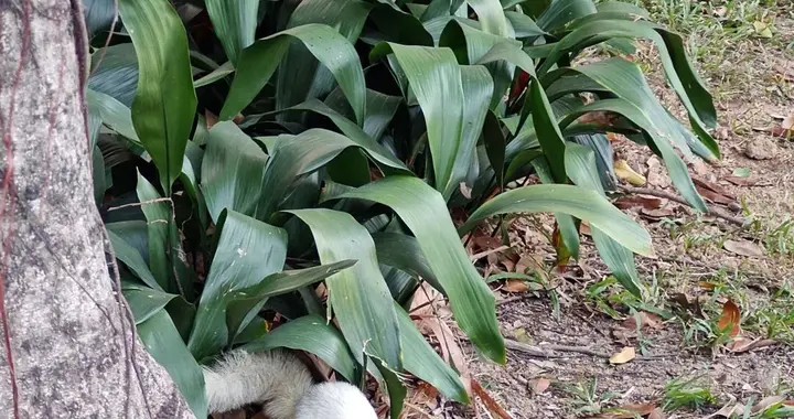 深圳中心公园惊现“白色松鼠”！