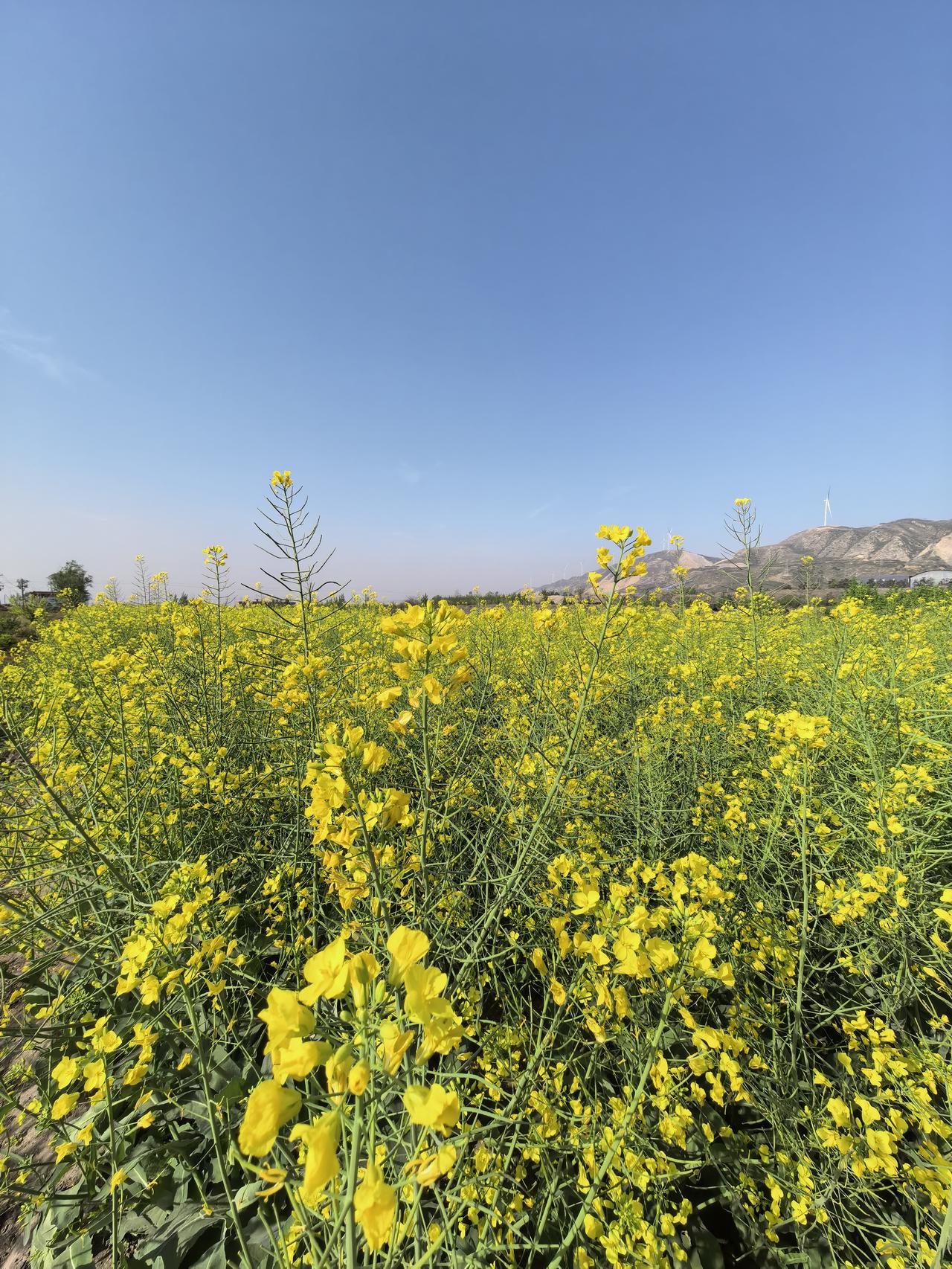 今日随手拍去龙门镇参加葬礼，村头的油菜花吸引了蜜蜂跳舞，麦苗已悄然起身，丰收已在