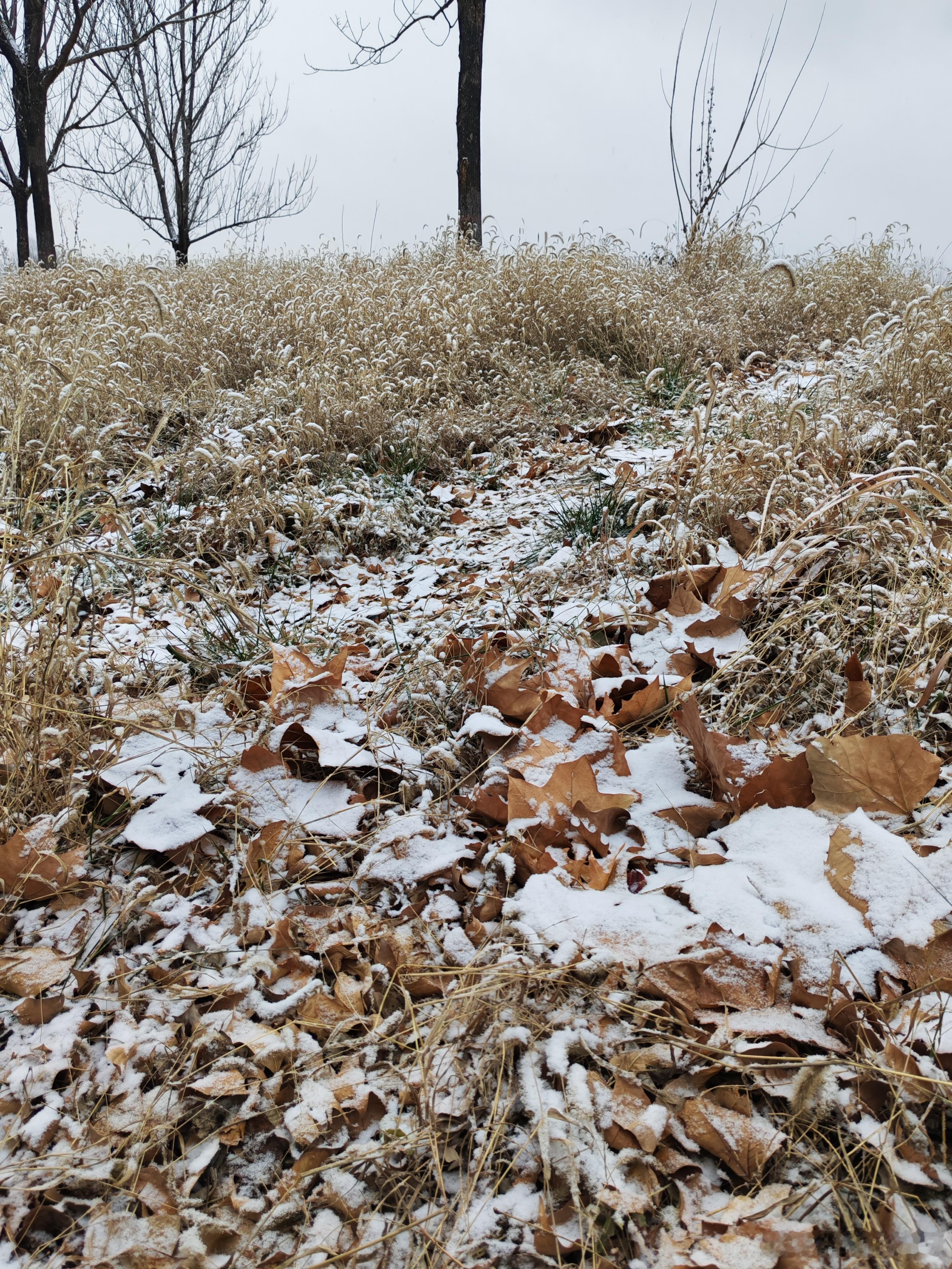 你们那里下雪了没