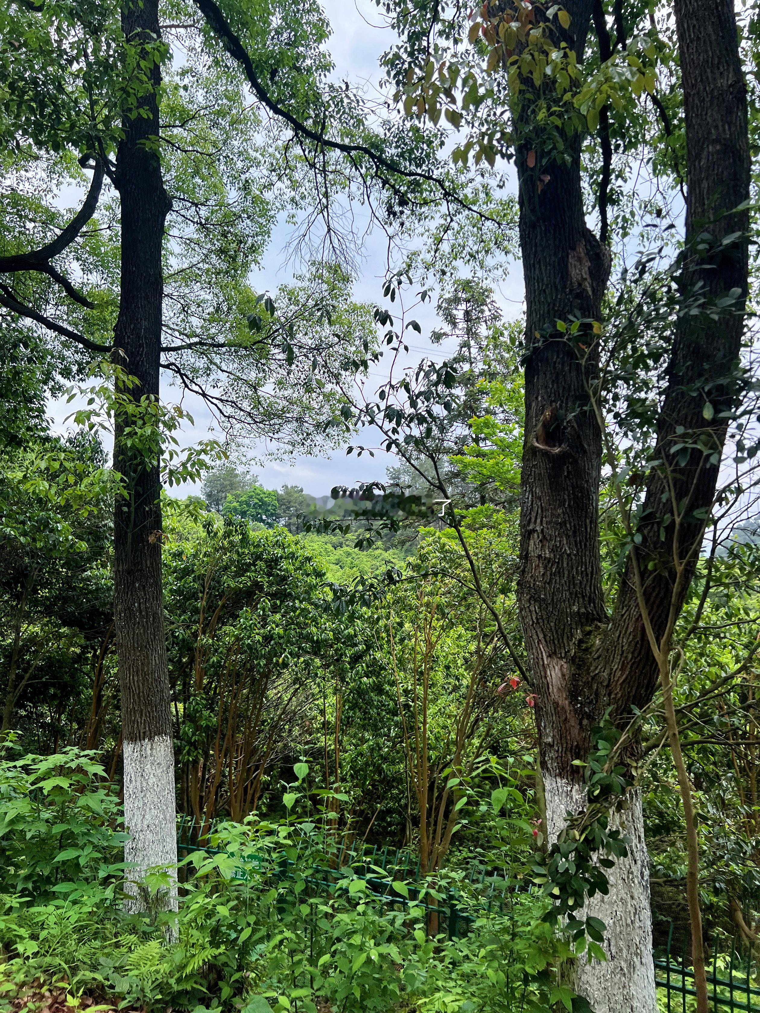 谁懂啊❗️爬山爬到一半下大雨了☔️Ps:不过这种体验很是舒爽[哈哈] ​​​