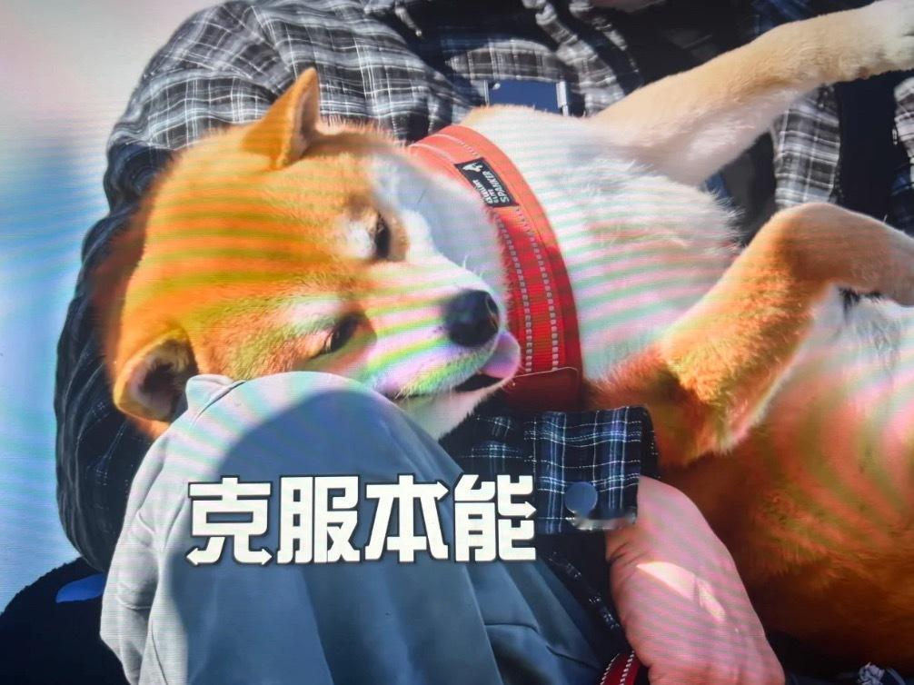 高瀚宇家的狗好可爱想起之前高瀚宇也是在五哈，高烧躺在导演怀里，导演抱着他，现在h