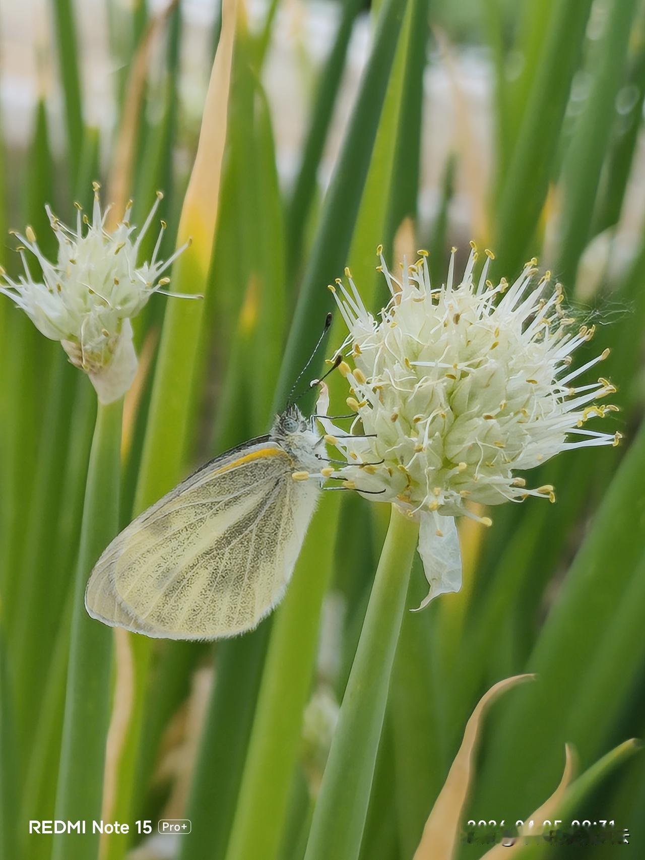 这种花，你认识吗？

多么清新脱俗的花呀，碧绿秀颀的身材，浅绿色的金珠花冠，是不