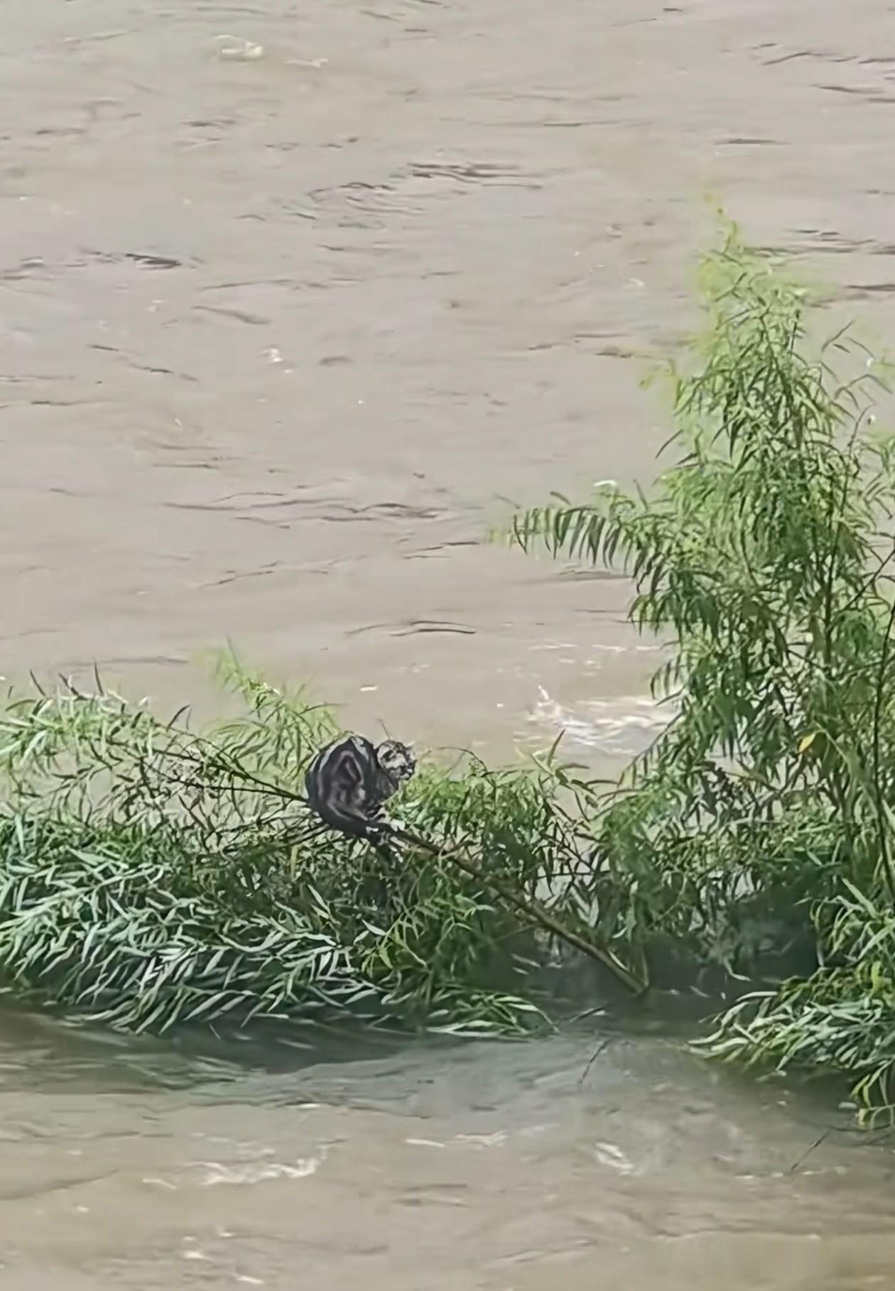 独属于中国人的浪漫，无人机救猫。洪水肆虐，小猫被困在树枝上，浑身都被打湿了，岌岌