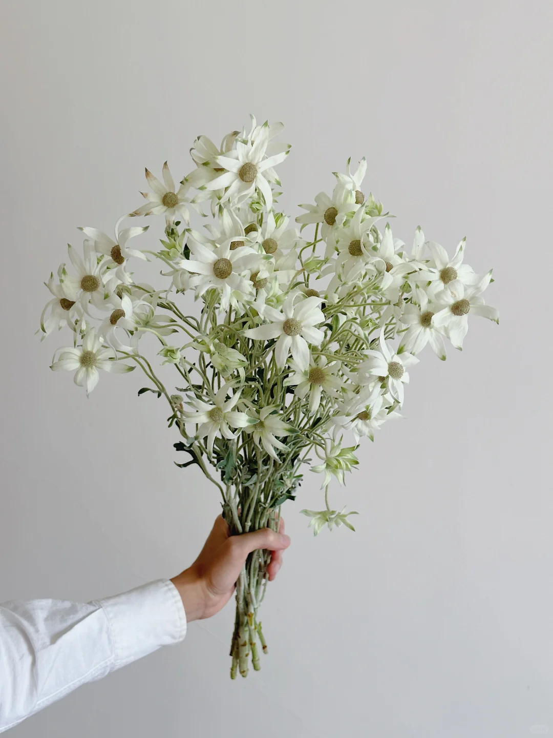 日本法兰绒· Fancy marie