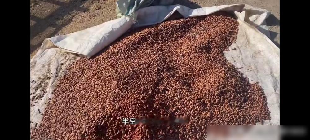 看到一个东北林区做林区生活主播的一个视频。采来的松籽经过漂洗分选，400多斤空壳