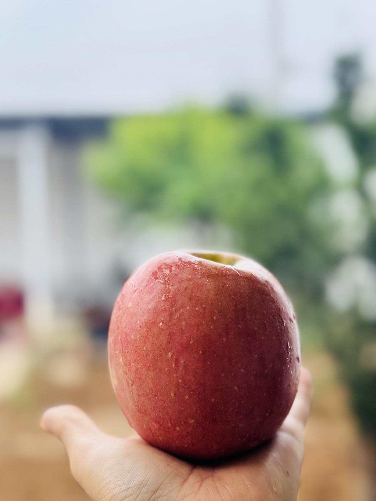苹苹安安秋日苹果丰收季🍎 苹果熟了脆甜可口 每颗苹果都藏着脆甜惊喜 其貌不扬的