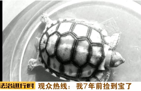 养了七年的宠物乌龟，他本以为是普通的宠物，却在一次=发现后，让它成为了警方的“重