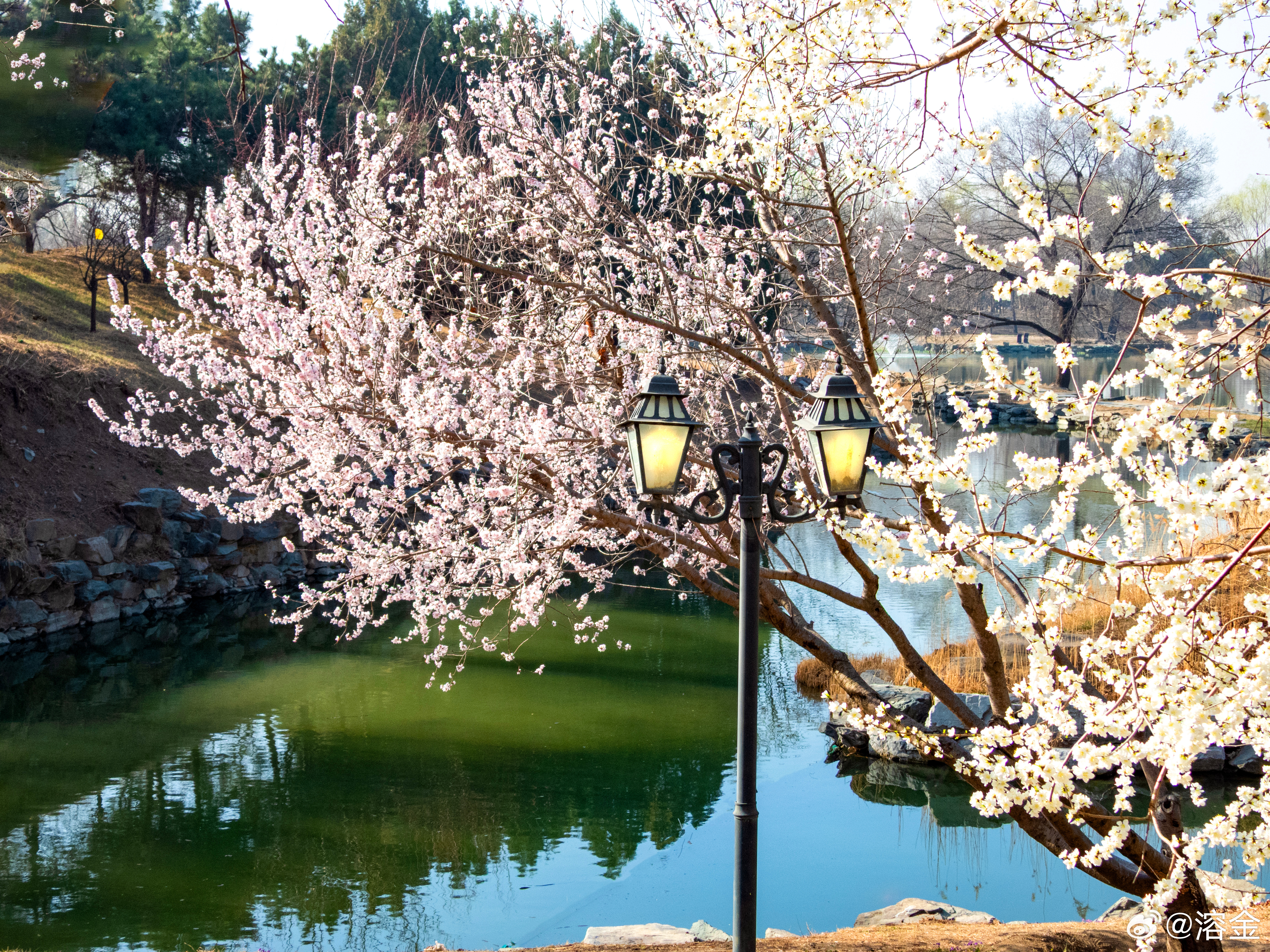 【圆明园遗址公园  武陵春色】仙源藏御苑，春入武陵溪。桃坞红云覆，柳堤碧浪低。桥