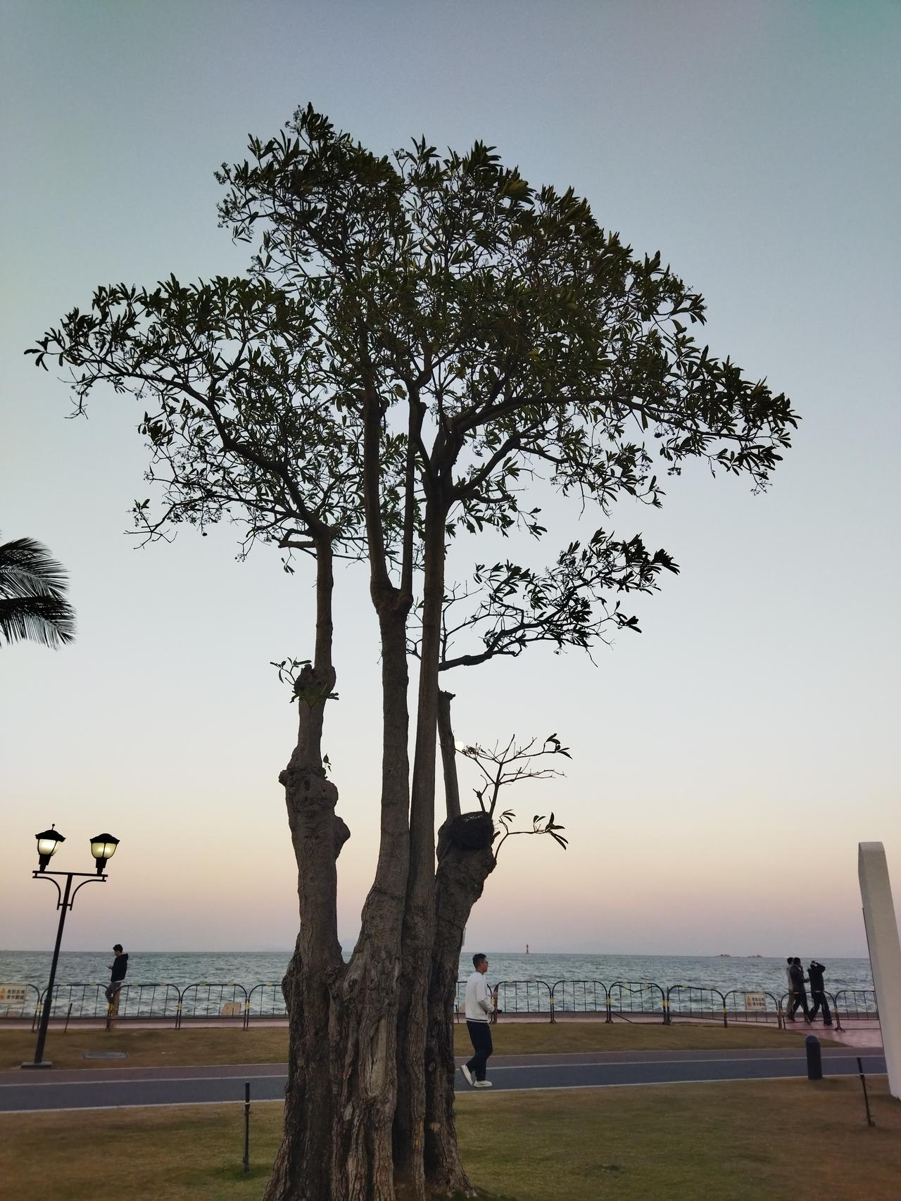 记录我的2026这个树很有特点。