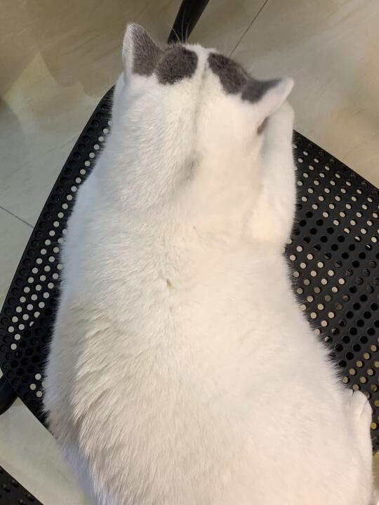 虾叫虾线 猫的叫什么