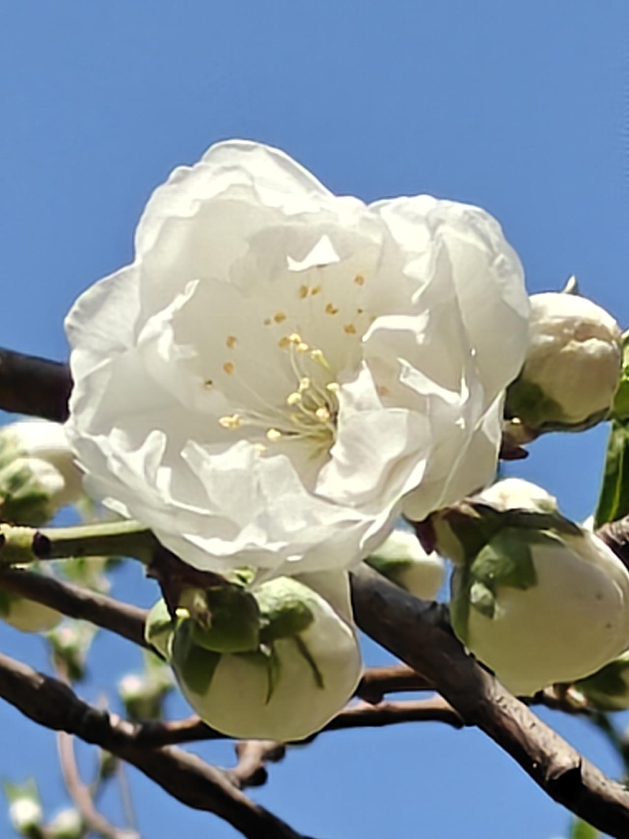 春日生活打卡季开白花，结红果，大自然就是这么神奇。