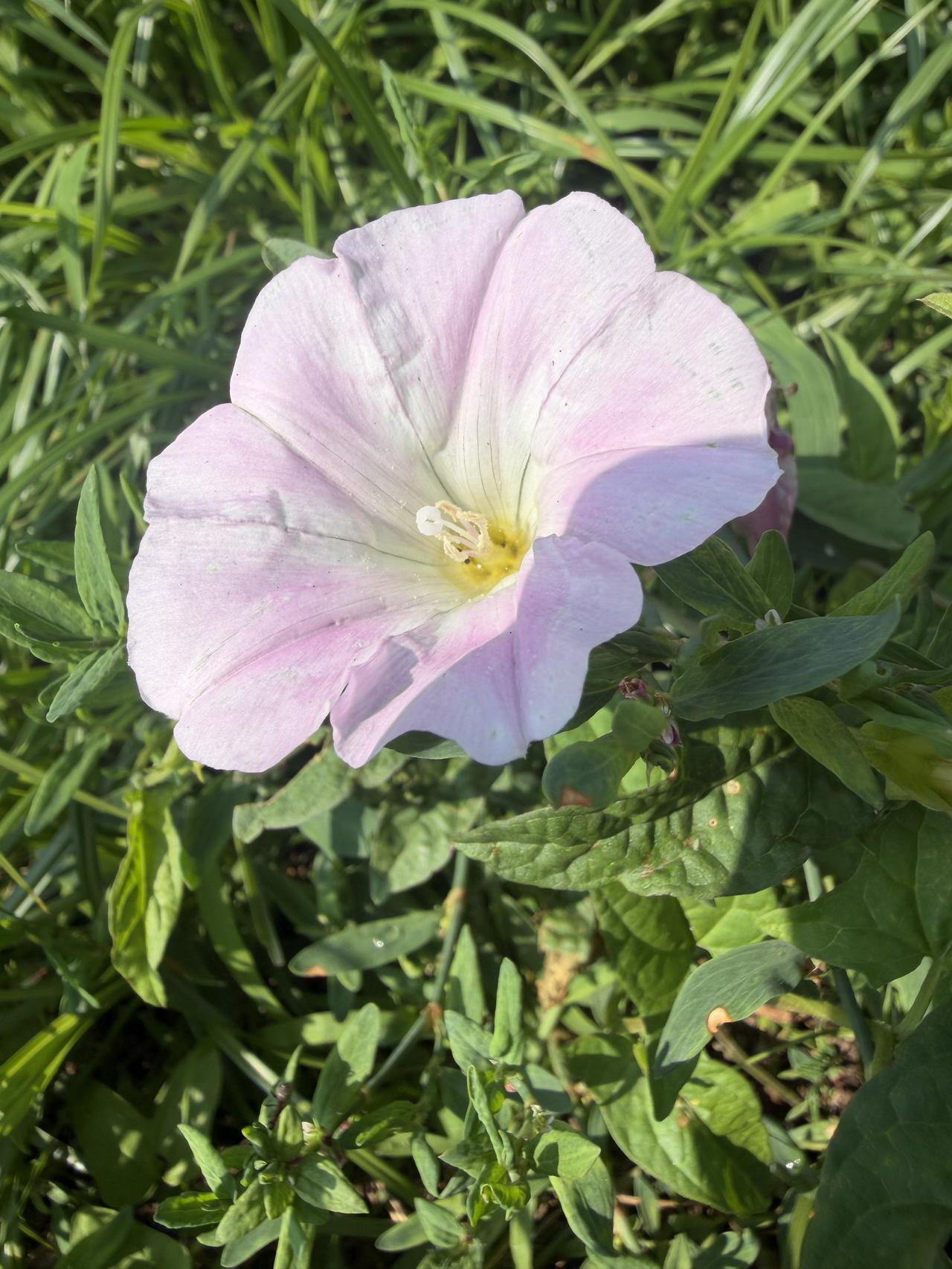 打碗花
小时候大人们就告诉我们
这个叫打碗花，不能揪，否则会把饭碗打坏了
那时候