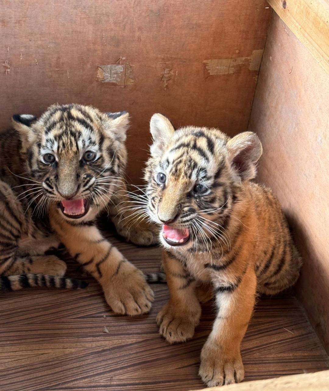 为什么现在的成年人都没有大人的感觉?
因为现在的年轻人都特别像图片上的这只老虎，