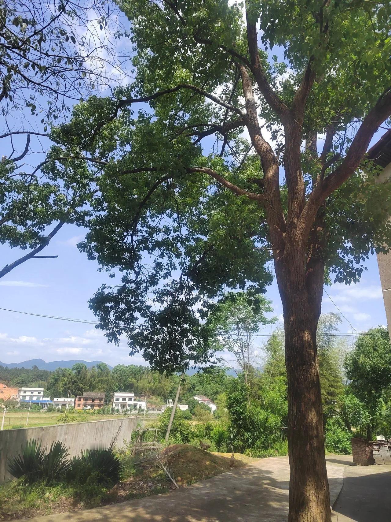 上联：水上千舟渡，诚邀下联乡间万鸟鸣。